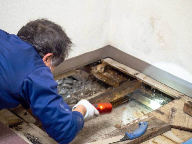 Best Home Mold Removal  in Hamlin, TX