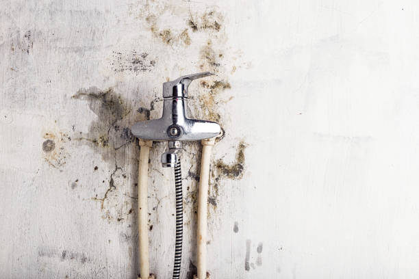 Best Mold Removal Process  in Hamlin, TX