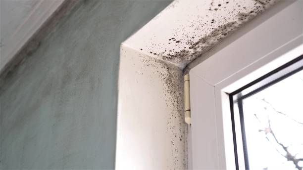 Home Mold Removal in Hamlin, TX