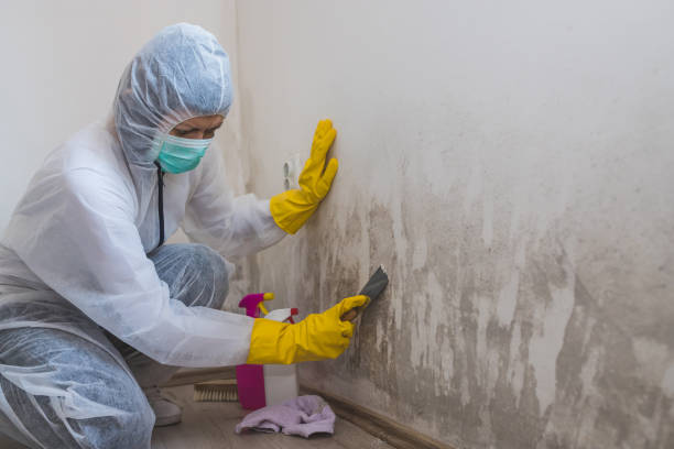 Best Toxic Mold Removal  in Hamlin, TX