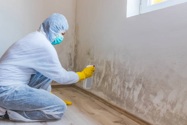 Best Commercial Mold Removal  in Hamlin, TX
