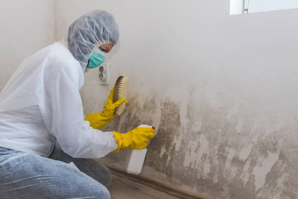 Best Mold Remediation  in Hamlin, TX