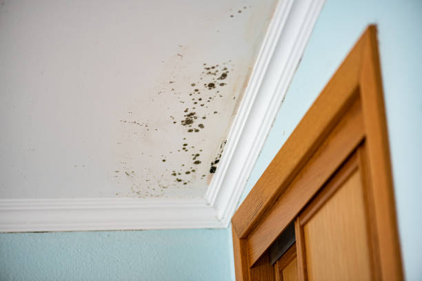 Best Affordable Mold Removal  in Hamlin, TX