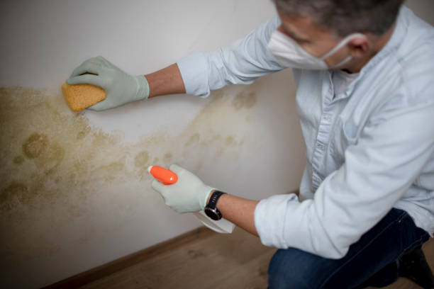 Best Same-Day Mold Removal  in Hamlin, TX