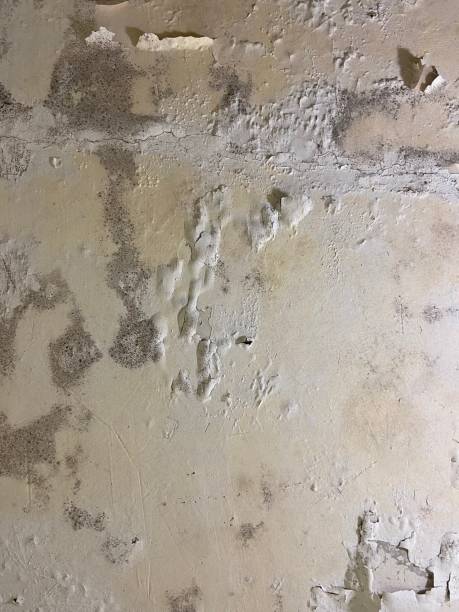 Professional Mold Removal in Hamlin, TX