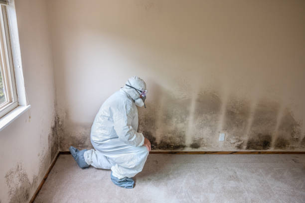 Best Attic Mold Removal  in Hamlin, TX