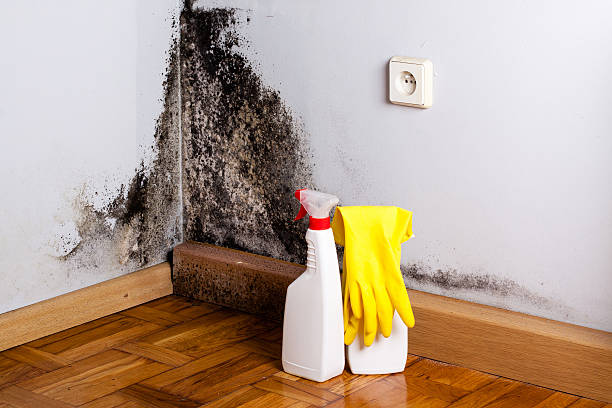 Best Mold Cleaning Services  in Hamlin, TX