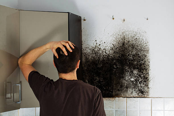 Best Certified Mold Removal  in Hamlin, TX