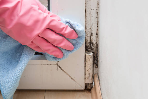 Best Mold Removal Company Near Me  in Hamlin, TX