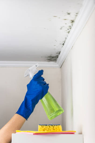 Best Best Mold Removal Companies  in Hamlin, TX
