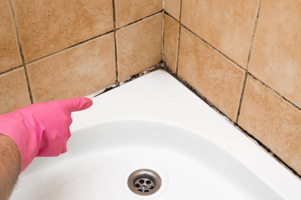 Best Crawl Space Mold Removal  in Hamlin, TX